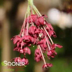 DANCING PEACOCK UPRIGHT JAPANESE MAPLE 6 DANCING PEACOCK UPRIGHT JAPANESE MAPLE -Sooner Plant Farm Shop DETA2 1442