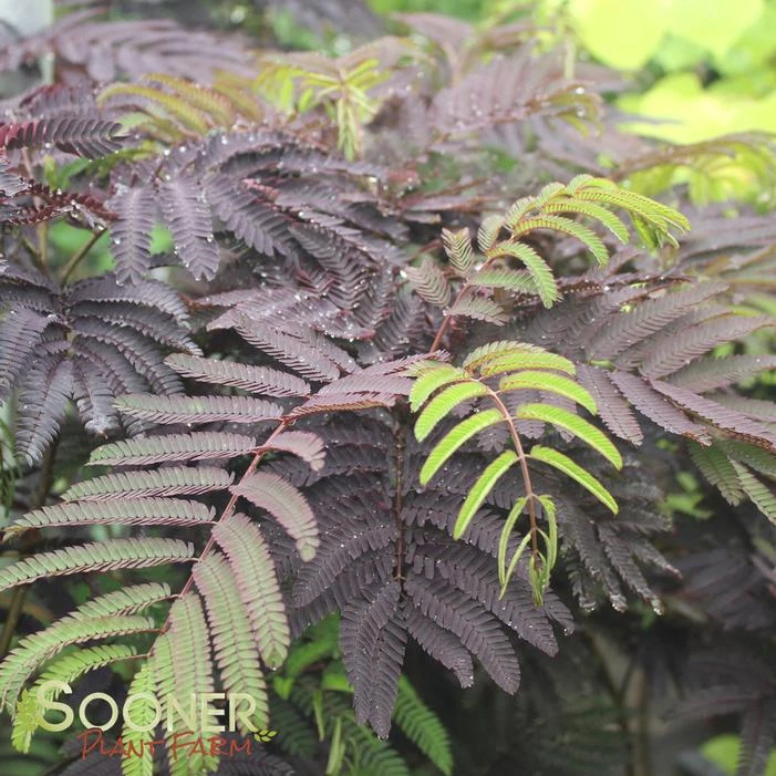 SUMMER CHOCOLATE MIMOSA 4 SUMMER CHOCOLATE MIMOSA - Image 2