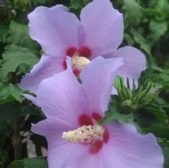 BLUE ANGEL™ ALTHEA -Sooner Plant Farm Shop DETA2 1464