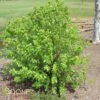 FOX VALLEY® RIVER BIRCH 2 FOX VALLEY® RIVER BIRCH -Sooner Plant Farm Shop DETA2 1476