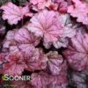 BERRY SMOOTHIE CORAL BELLS -Sooner Plant Farm Shop DETA2 1503