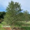 CITY SLICKER RIVER BIRCH 2 CITY SLICKER RIVER BIRCH -Sooner Plant Farm Shop DETA2 1523
