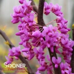 THE RISING SUN™ REDBUD -Sooner Plant Farm Shop DETA2 1530