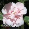 SUGAR TIP® ALTHEA 1 SUGAR TIP® ALTHEA -Sooner Plant Farm Shop DETA2 1542