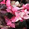 SNOW N SUMMER™ ASIATIC JASMINE -Sooner Plant Farm Shop DETA2 1620