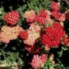 PAPRIKA YARROW -Sooner Plant Farm Shop DETA2 1717