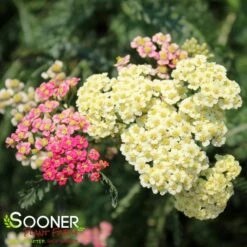 SUMMER PASTELS YARROW -Sooner Plant Farm Shop DETA2 1720