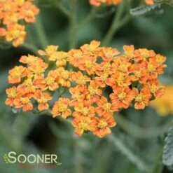 TERRA COTTA YARROW -Sooner Plant Farm Shop DETA2 1721