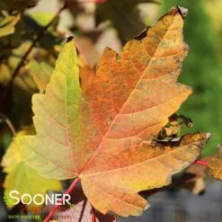 BOWHALL MAPLE -Sooner Plant Farm Shop DETA2 174