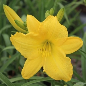 SCENTUAL SUNDANCE DAYLILY 5 SCENTUAL SUNDANCE DAYLILY - Image 3