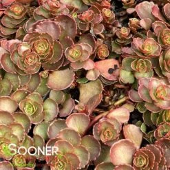 FULDAGLUT SEDUM -Sooner Plant Farm Shop DETA2 1839
