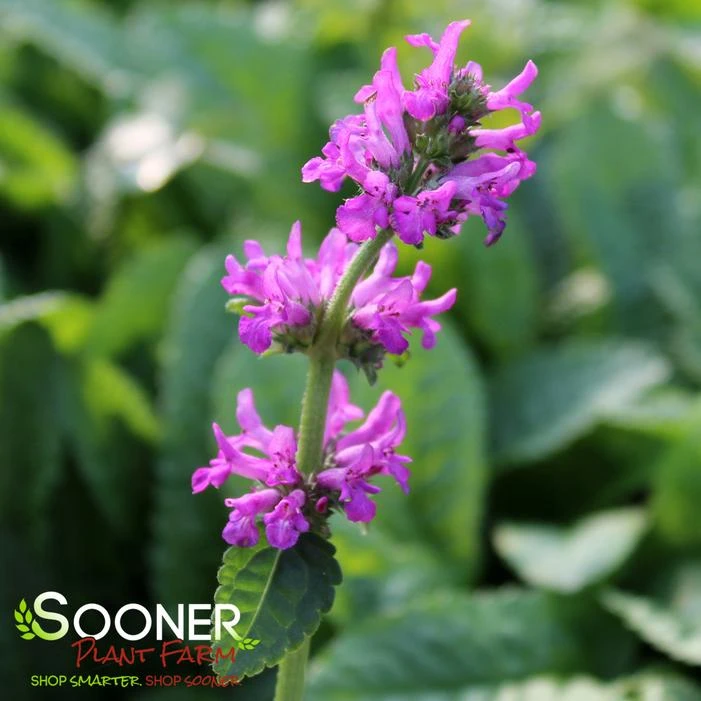 HUMMELO LAMB'S EAR 3 HUMMELO LAMB'S EAR