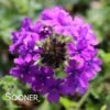 HOMESTEAD PURPLE VERBENA -Sooner Plant Farm Shop DETA2 1852