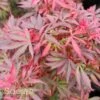 SHAINA DWARF UPRIGHT JAPANESE MAPLE -Sooner Plant Farm Shop DETA2 1874