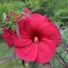 FIREBALL FLEMING™ HARDY HIBISCUS 1 FIREBALL FLEMING™ HARDY HIBISCUS -Sooner Plant Farm Shop DETA2 192
