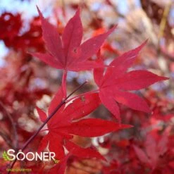 OSHIO BENI UPRIGHT JAPANESE MAPLE -Sooner Plant Farm Shop DETA2 2000