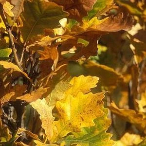 REGAL PRINCE OAK 3 REGAL PRINCE OAK