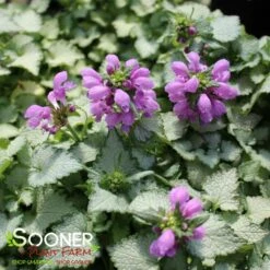 ORCHID FROST SPOTTED DEADNETTLE -Sooner Plant Farm Shop DETA2 2047