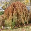 FALLING WATERS WEEPING BALD CYPRESS -Sooner Plant Farm Shop DETA2 2063