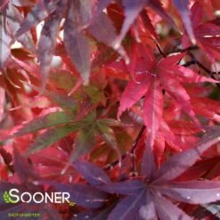 PIXIE UPRIGHT JAPANESE MAPLE -Sooner Plant Farm Shop DETA2 2088