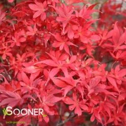 New Arrival -Sooner Plant Farm Shop DETA2 209