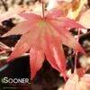 AUTUMN MOON UPRIGHT JAPANESE MAPLE -Sooner Plant Farm Shop DETA2 2092