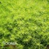 SCOTCH MOSS 2 SCOTCH MOSS -Sooner Plant Farm Shop DETA2 213