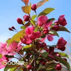 INDIAN MAGIC CRABAPPLE -Sooner Plant Farm Shop DETA2 22