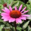 FATAL ATTRACTION CONEFLOWER -Sooner Plant Farm Shop DETA2 2238