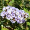 ASIAN MOON STERILE BUTTERFLY BUSH -Sooner Plant Farm Shop DETA2 2262