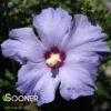 AZURRI BLUE SATIN® ALTHEA -Sooner Plant Farm Shop DETA2 2291