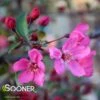 PRAIRIFIRE CRABAPPLE -Sooner Plant Farm Shop DETA2 23