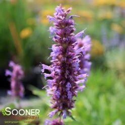 BLUE BOA HYSSOP -Sooner Plant Farm Shop DETA2 2312