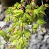 RYUSEN WEEPING JAPANESE MAPLE -Sooner Plant Farm Shop DETA2 2322