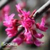 APPALACHIAN RED REDBUD -Sooner Plant Farm Shop DETA2 2342