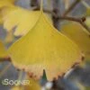 GOLDSPIRE™ GINKGO -Sooner Plant Farm Shop DETA2 2396