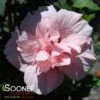 PINK CHIFFON® ALTHEA -Sooner Plant Farm Shop DETA2 2448