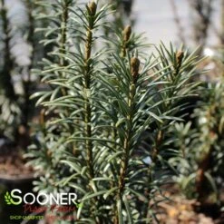 UPRIGHT PLUM YEW -Sooner Plant Farm Shop DETA2 2484