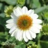 POW WOW® WHITE CONEFLOWER -Sooner Plant Farm Shop DETA2 2501