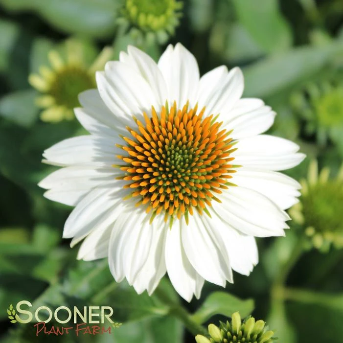POW WOW® WHITE CONEFLOWER 3 POW WOW® WHITE CONEFLOWER
