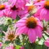 POW WOW® WILD BERRY CONEFLOWER -Sooner Plant Farm Shop DETA2 2502