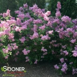 BLOOMERANG® DARK PURPLE LILAC -Sooner Plant Farm Shop DETA2 2592