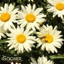 AMAZING DAISIES® BANANA CREAM SHASTA DAISY