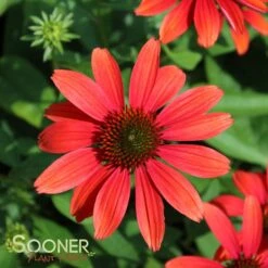 CHEYENNE SPIRIT CONEFLOWER -Sooner Plant Farm Shop DETA2 2679