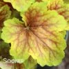 DELTA DAWN CORAL BELLS 1 DELTA DAWN CORAL BELLS -Sooner Plant Farm Shop DETA2 2695