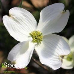 CHEROKEE PRINCESS® DOGWOOD -Sooner Plant Farm Shop DETA2 27