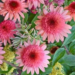 RASPBERRY TRUFFLE™ CONEFLOWER -Sooner Plant Farm Shop DETA2 2748