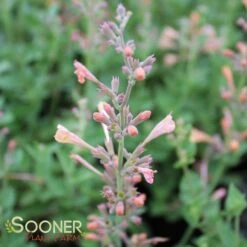 KUDOS™ AMBROSIA HYSSOP -Sooner Plant Farm Shop DETA2 2754