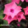 CORAL CRÈME DROP™ GARDEN PHLOX -Sooner Plant Farm Shop DETA2 2868