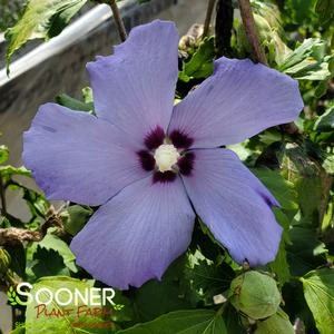 HAWAII™ ALTHEA 4 HAWAII™ ALTHEA - Image 2